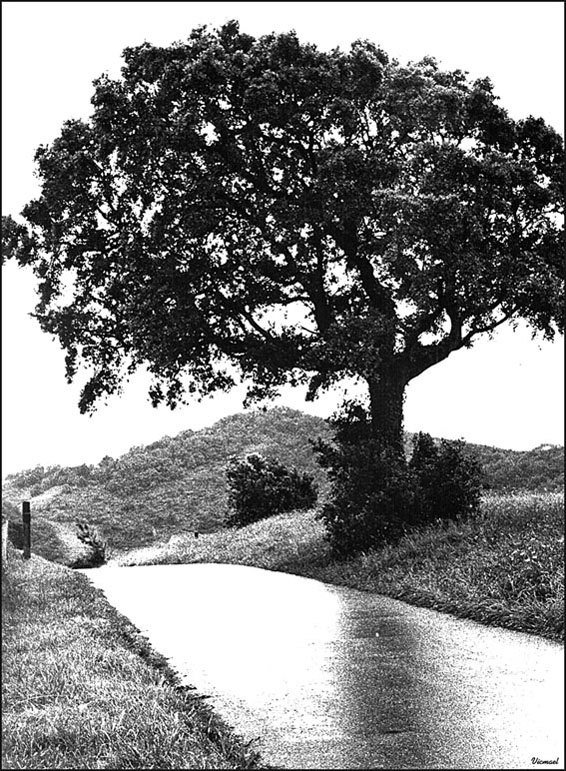 Foto de Alconchel de Ariza (Zaragoza), España