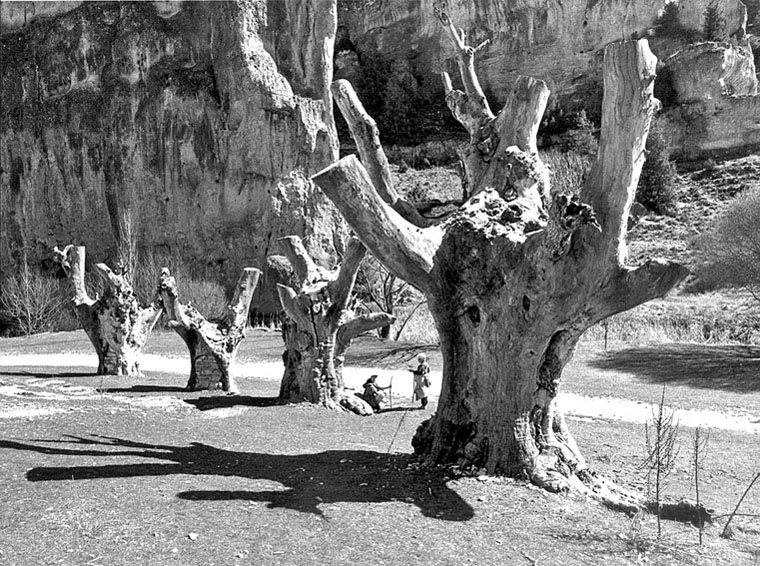 Foto de Ucero (Soria), España