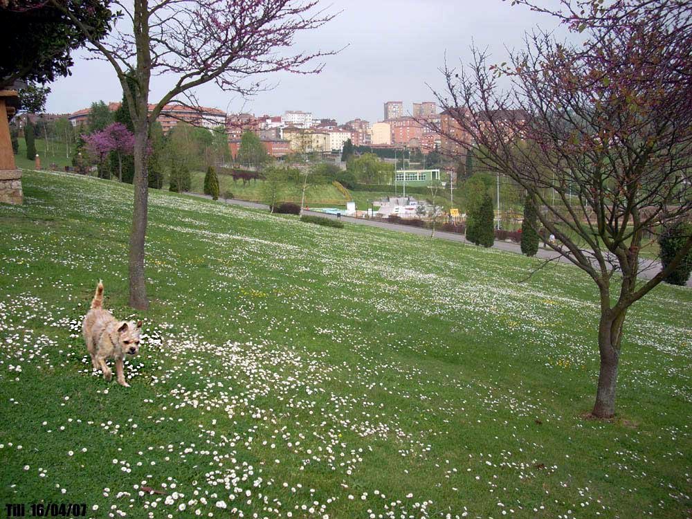 Foto de Oviedo (Asturias), España