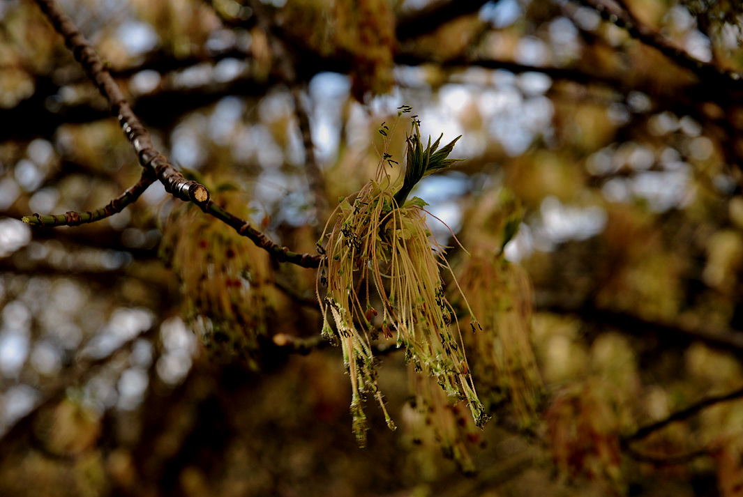 Foto de Cuenca (Castilla La Mancha), España