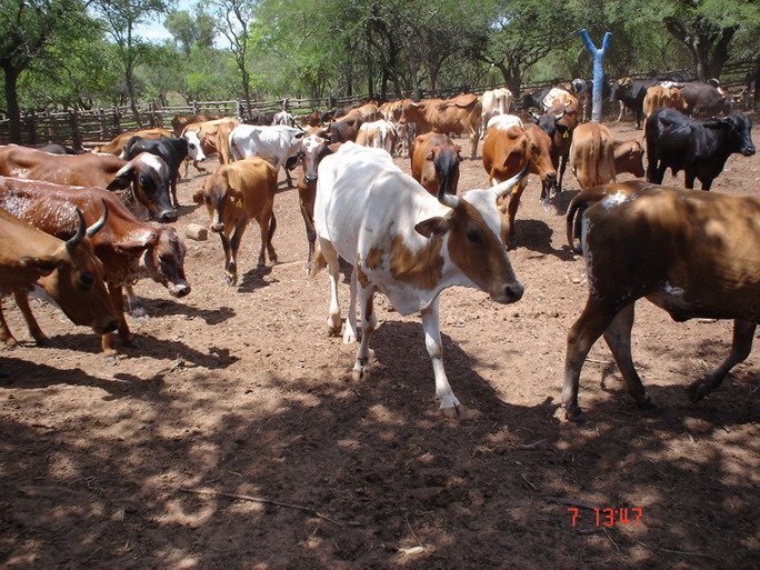 Foto de Camiri, Bolivia