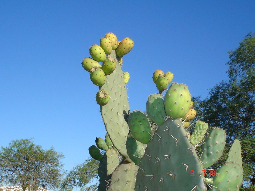 Foto de Camiri, Bolivia