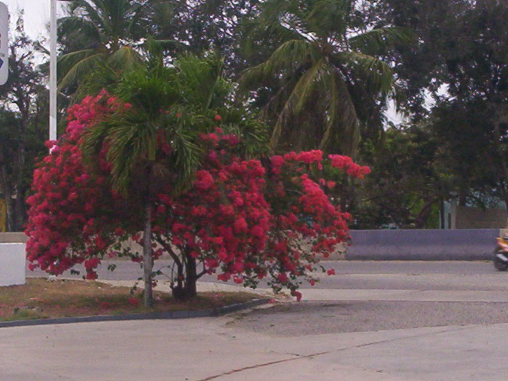 Foto de Boca Chica, República Dominicana