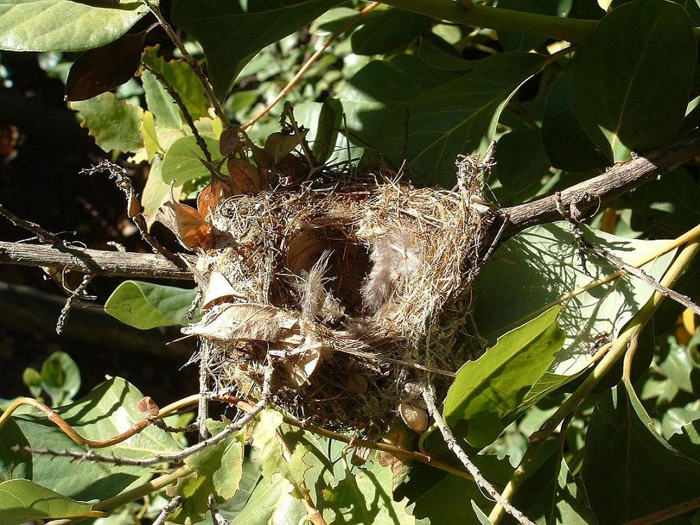 Foto de Curacaví, Chile