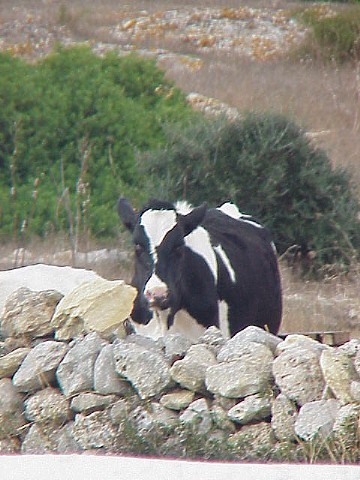 Foto de Torralba d`en Salord - Menorca (Illes Balears), España