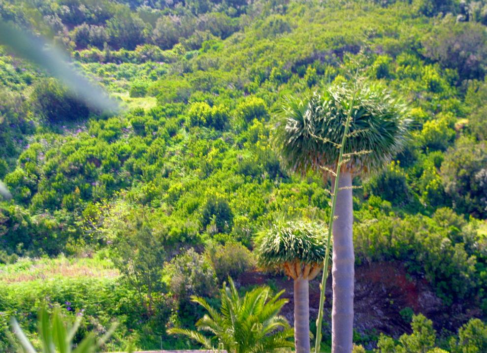 Foto de Barlovento - La Palma (Santa Cruz de Tenerife), España