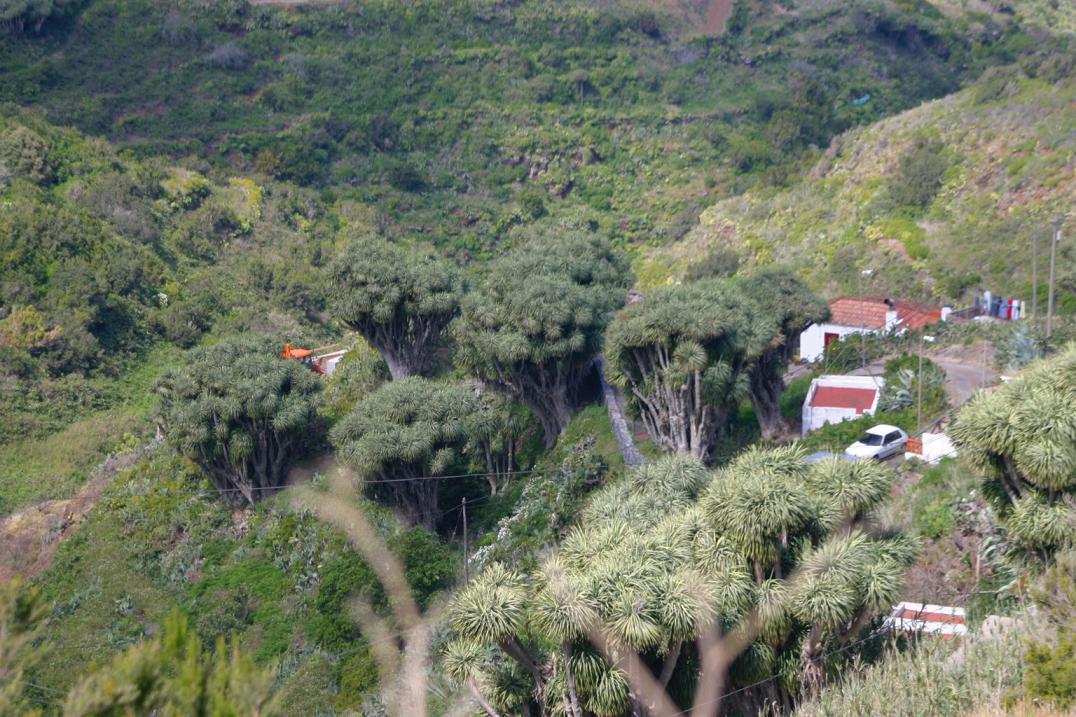 Foto de Barlovento - La Palma (Santa Cruz de Tenerife), España