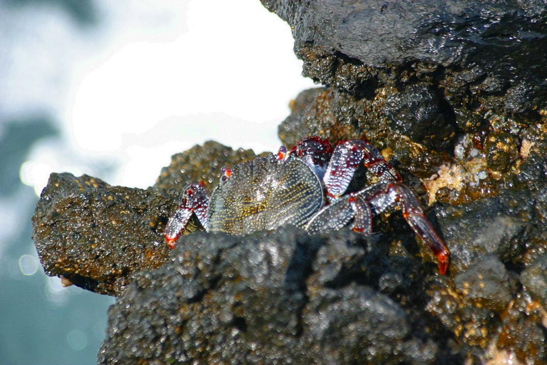 Foto de Barlovento - La Palma (Santa Cruz de Tenerife), España
