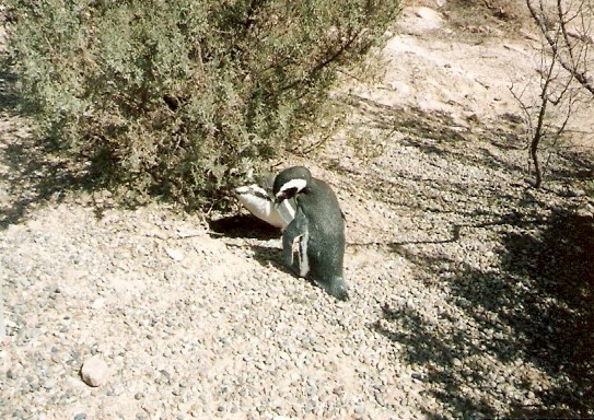 Foto de Punta Tombo (Chubut), Argentina