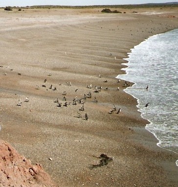 Foto de Punta Tombo (Chubut)., Argentina