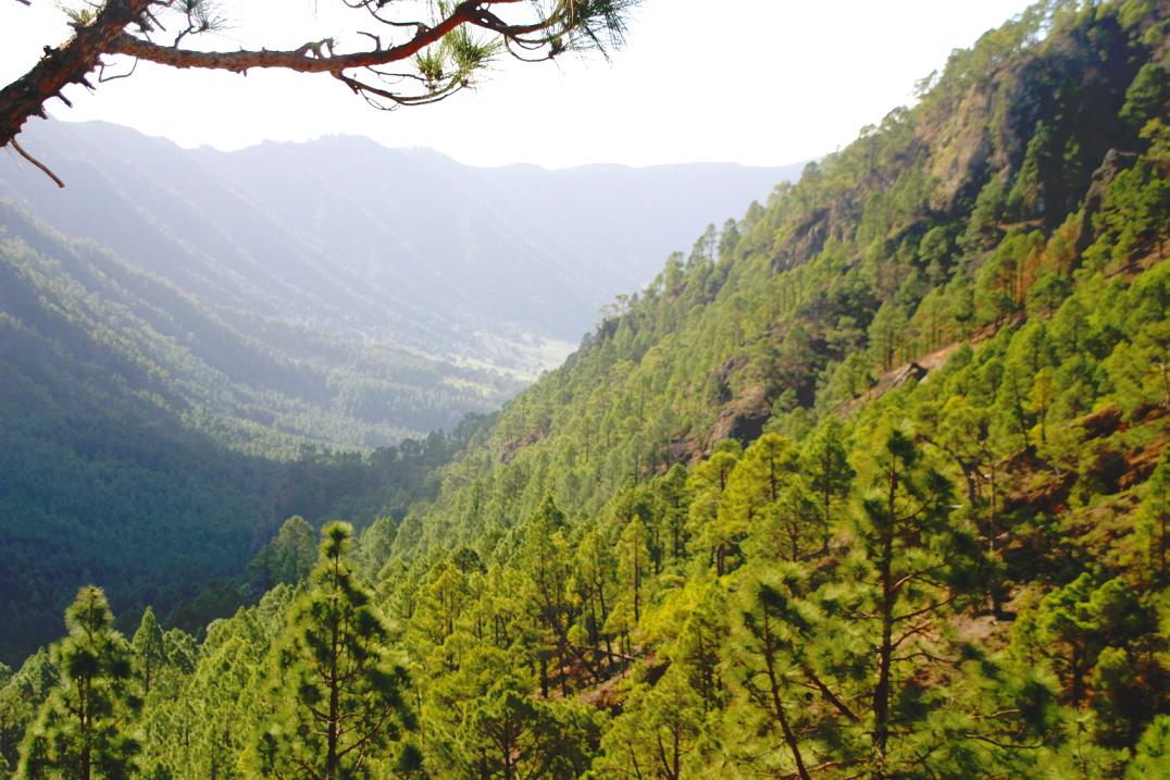 Foto de El Paso - La Palma (Santa Cruz de Tenerife), España