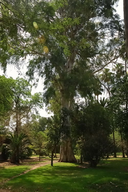 Foto de Sevilla (Andalucía), España