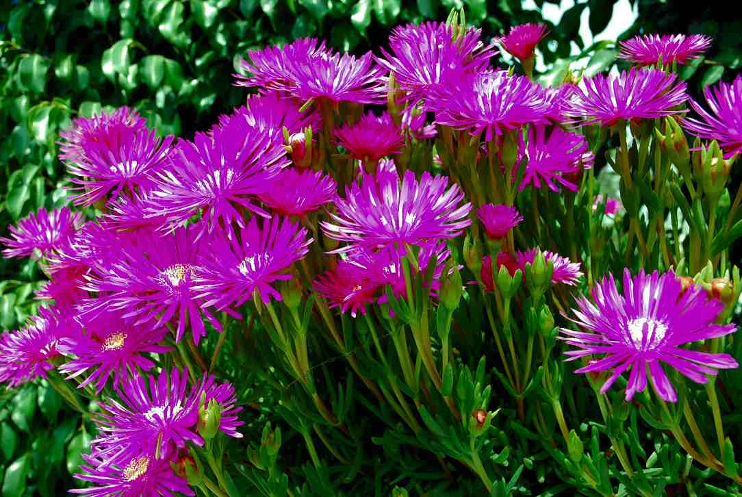 Foto de Valencia (València), España