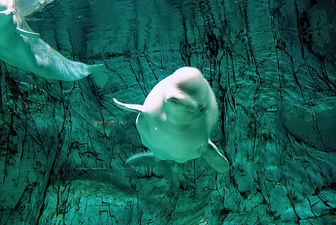 Foto de Valencia (València), España