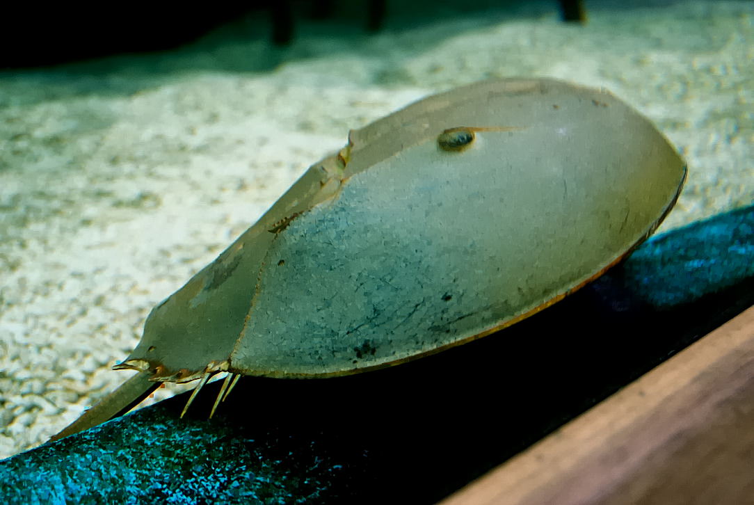 Foto de Valencia (València), España