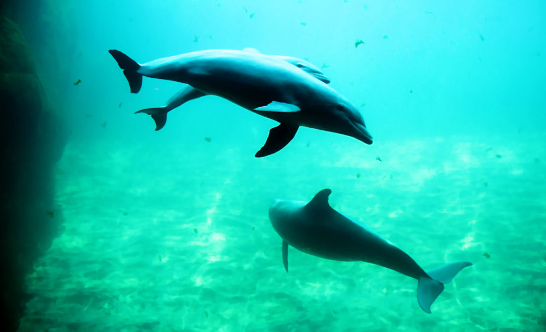 Foto de Valencia (València), España