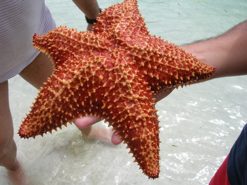 Foto de La Cienaga, Venezuela
