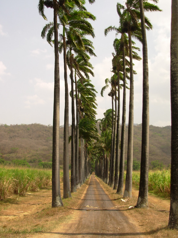 Foto de Aragua, Venezuela