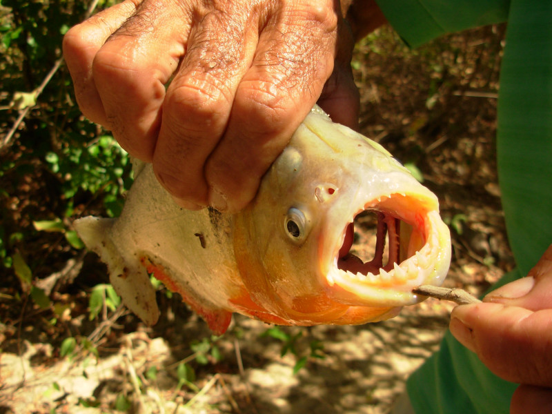 Foto de Cojedes, Venezuela