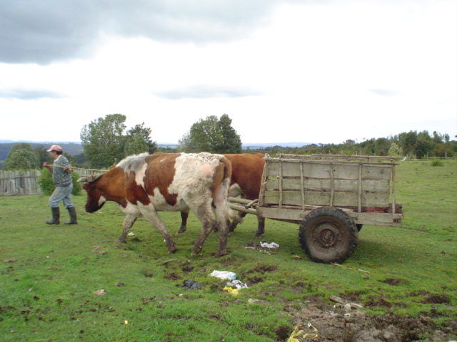 Foto de Los Muermos, Chile