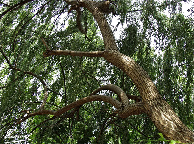 Foto de Ariza (Zaragoza), España