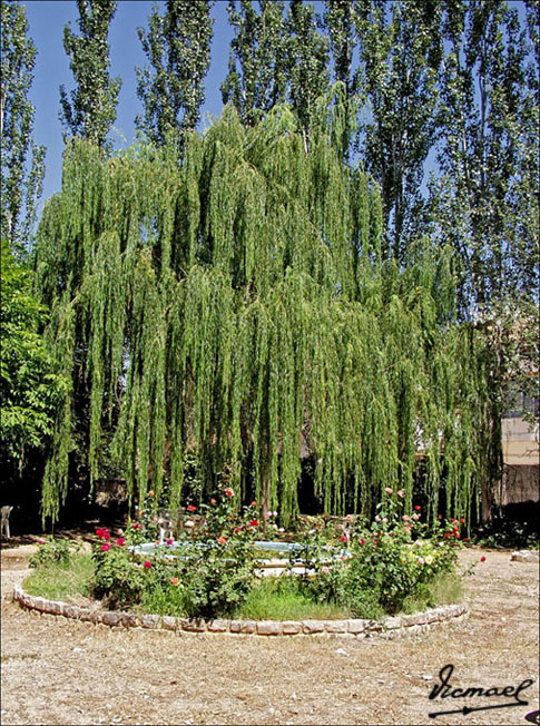 Foto de Ariza (Zaragoza), España