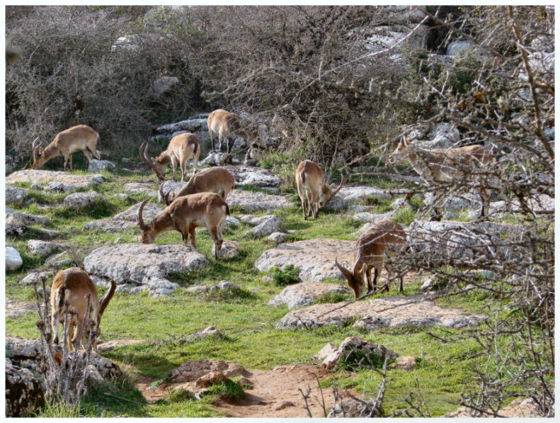 Foto de Antequera (Málaga), España