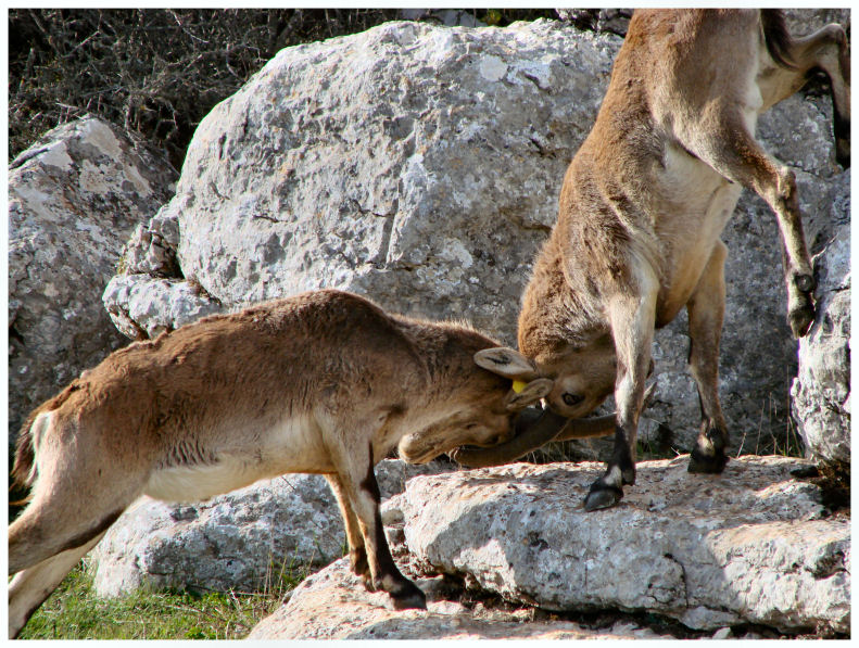 Foto de Antequera (Málaga), España