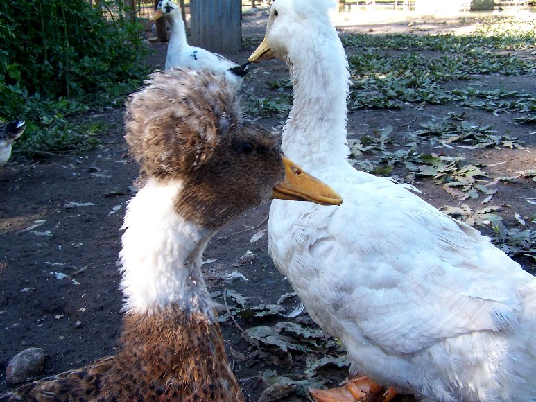 Foto de Almirante Brown (Buenos Aires), Argentina