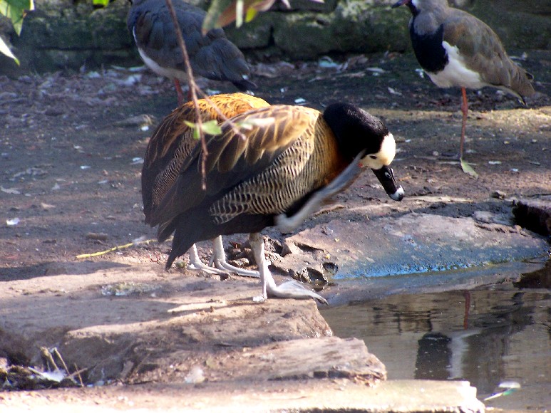 Foto de Almirante Brown (Buenos Aires), Argentina