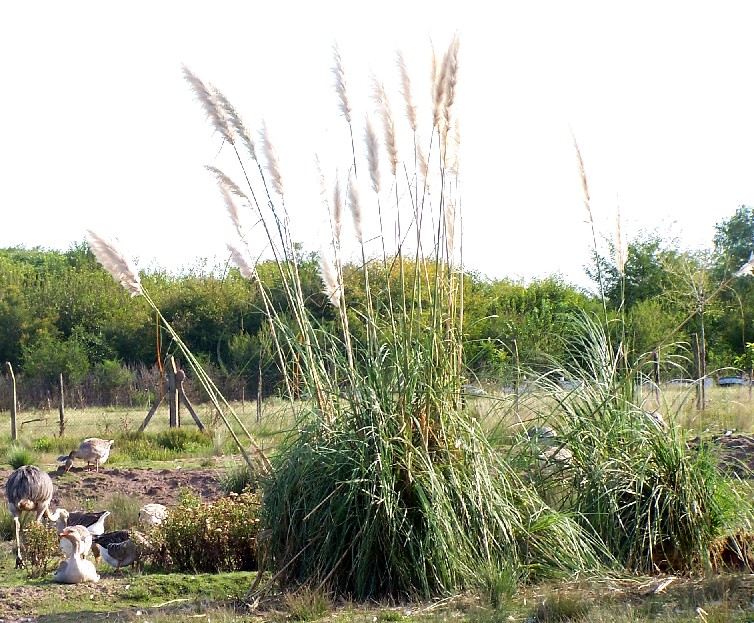 Foto de Almirante Brown (Buenos Aires), Argentina