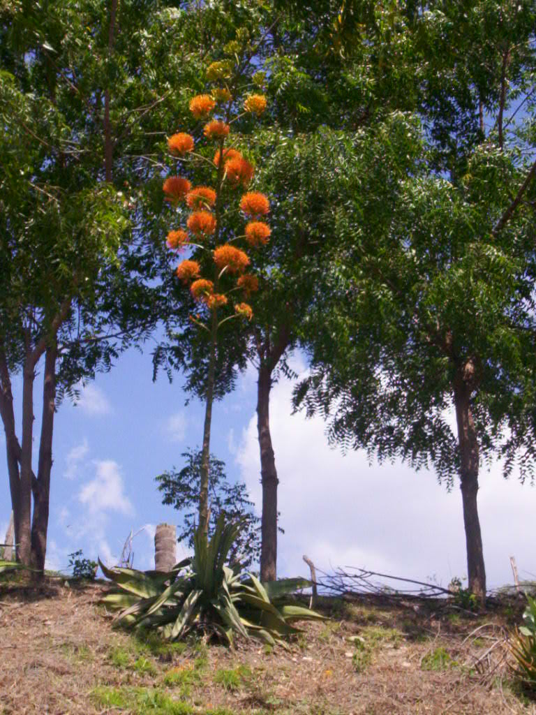 Foto de Azua, República Dominicana