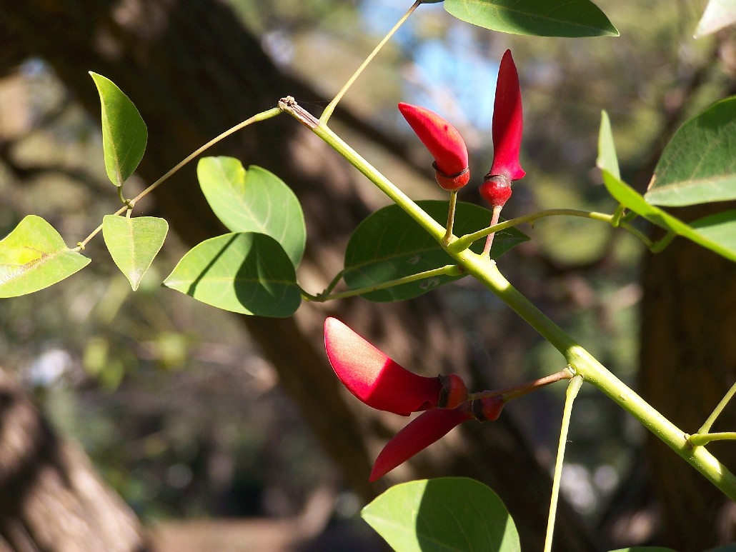 Foto de Tigre, Argentina