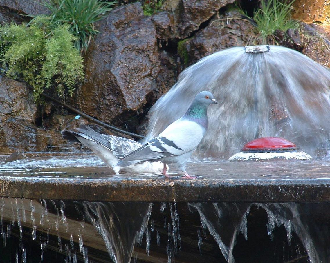 Foto de San Felipe, Chile