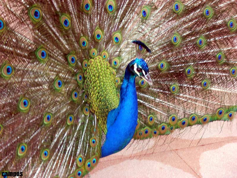 Foto de Oviedo (Asturias), España