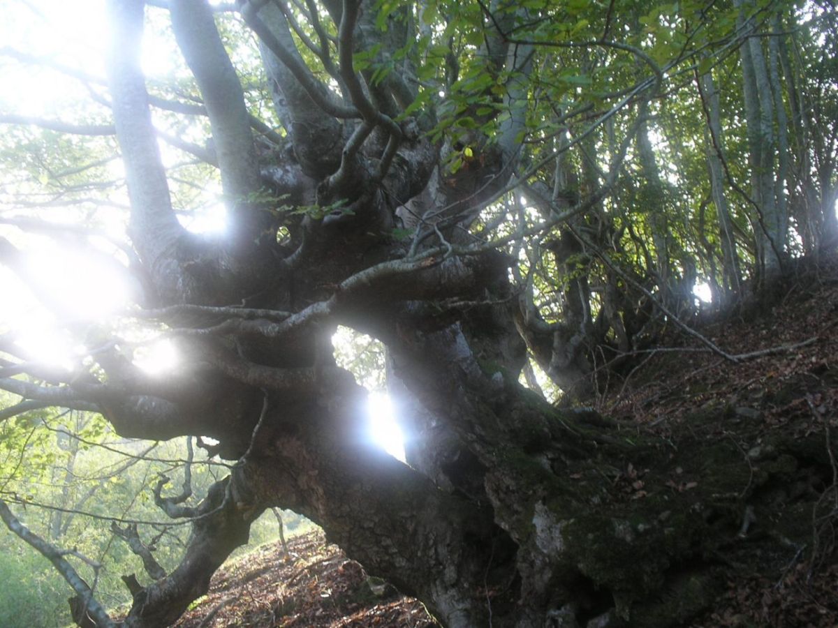 Foto de Ezcaray (La Rioja), España