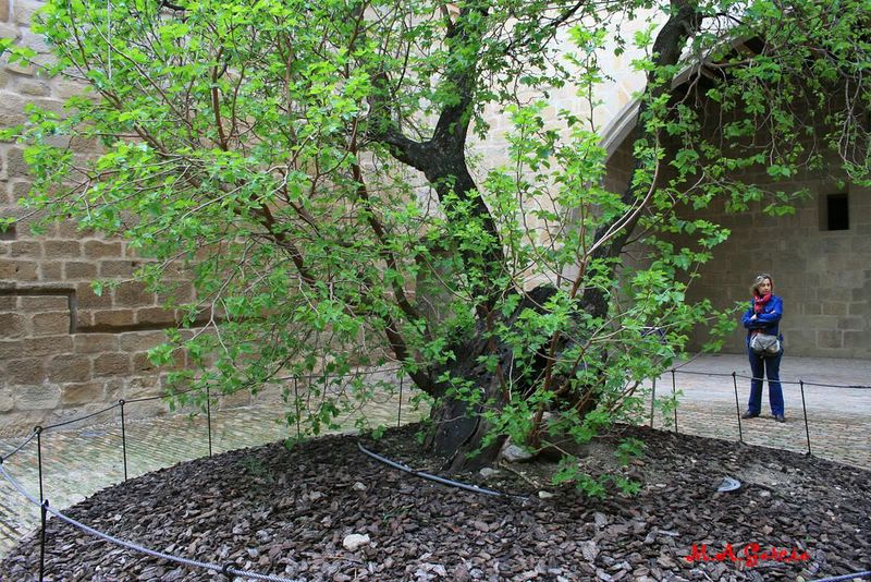 Foto de Olite (Navarra), España