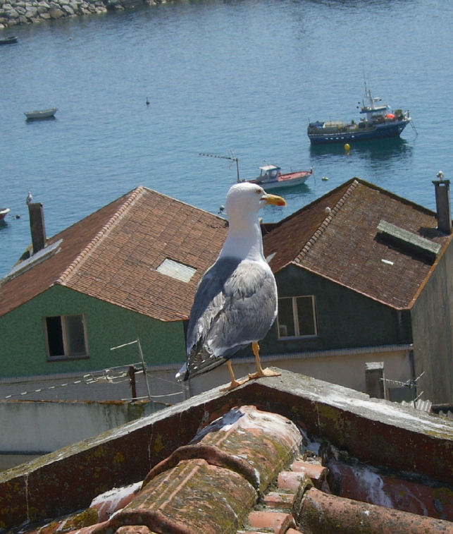 Foto de A Guarda (Pontevedra), España