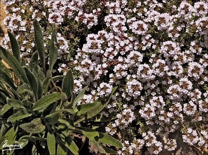Foto de Alconchel de Ariza (Zaragoza), España