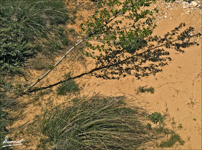 Foto de Alconchel de Ariza (Zaragoza), España