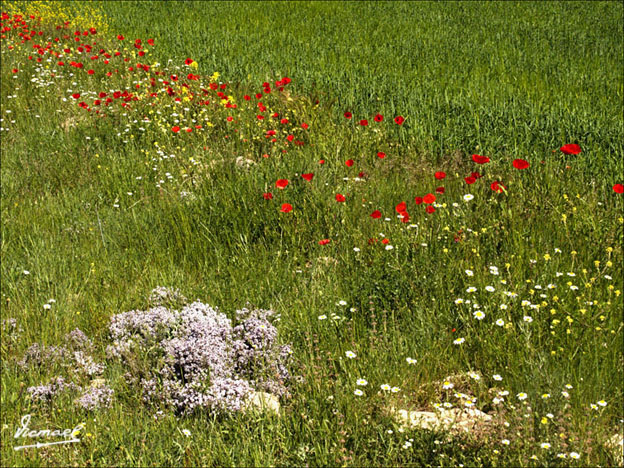 Foto de Alconchel de Ariza (Zaragoza), España