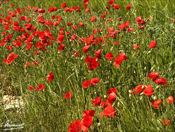 Foto de Alconchel de Ariza (Zaragoza), España