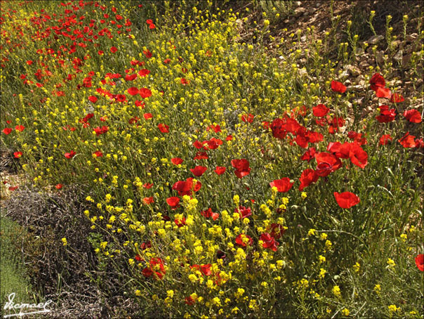 Foto de Alconchel de Ariza (Zaragoza), España