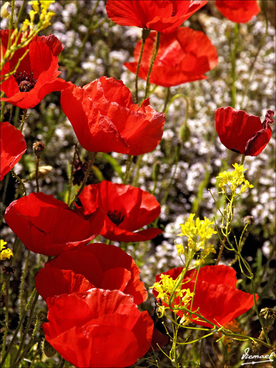 Foto de Alconchel de Ariza (Zaragoza), España
