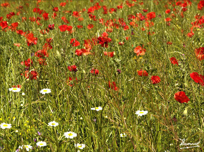 Foto de Alconchel de Ariza (Zaragoza), España