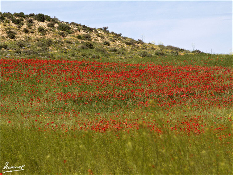 Foto de Alconchel de Ariza (Zaragoza), España