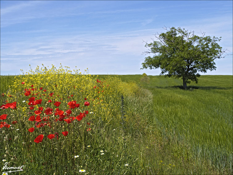 Foto de Alconchel de Ariza (Zaragoza), España