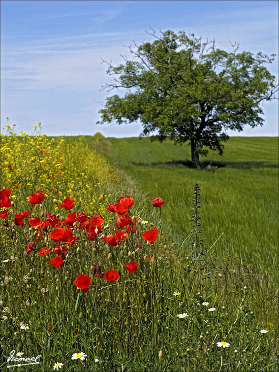 Foto de Alconchel de Ariza (Zaragoza), España