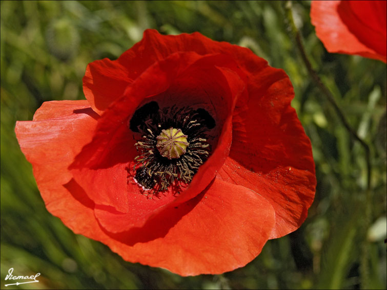 Foto de Alconchel de Ariza (Zaragoza), España