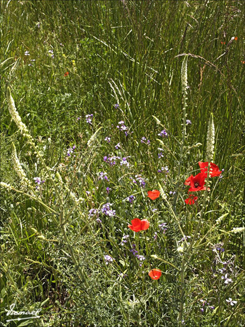 Foto de Alconchel de Ariza (Zaragoza), España